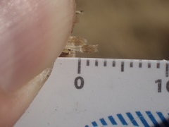 Blepharizonia plumosa
