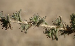 Blepharizonia plumosa