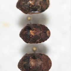 Stethaulax marmorata