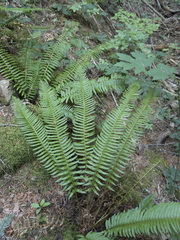 Polystichum imbricans imbricans