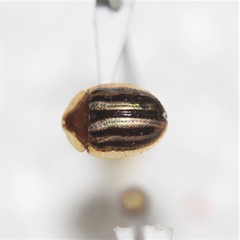 Agroiconota bivittata