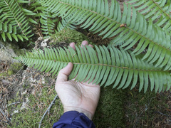 Polystichum imbricans imbricans