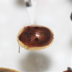Strongylocassis atripes
