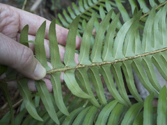Polystichum imbricans imbricans
