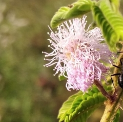 Magnoliopsida
