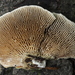 Gilled Polypore - Photo (c) Björn S..., some rights reserved (CC BY-SA)