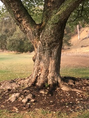 Acer saccharinum