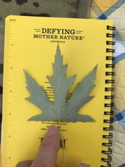 Acer saccharinum