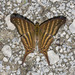 Many-banded Daggerwing - Photo (c) Bill Bouton, some rights reserved (CC BY-SA)