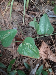 Marmara smilacisella