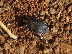 Hyalomma