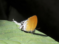 Eooxylides tharis distanti