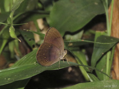 Faunis canens arcesilas