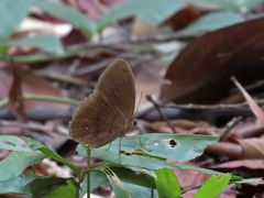 Faunis canens arcesilas