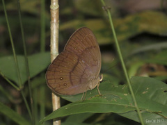 Faunis canens arcesilas