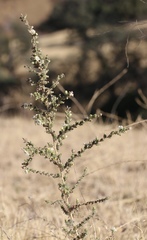 Blepharizonia plumosa