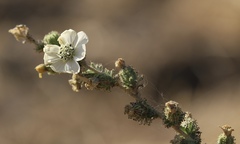 Blepharizonia plumosa