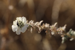 Blepharizonia plumosa