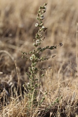 Blepharizonia plumosa