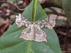 Krananda semihyalina