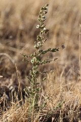 Blepharizonia plumosa