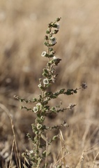 Blepharizonia plumosa
