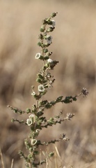 Blepharizonia plumosa