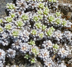 Raoulia parkii