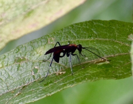 Anoplius orbitalis