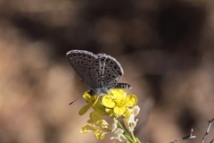 Plebejus melissa paradoxa