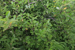Salix abscondita