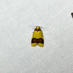 Heterallactis microchrysa