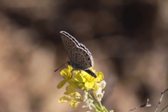 Plebejus melissa paradoxa