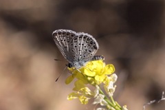 Plebejus melissa paradoxa