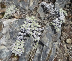 Raoulia parkii