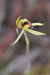 Caladenia tessellata