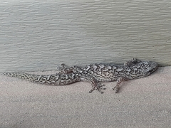 Christinus marmoratus