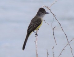 Myiarchus tuberculifer