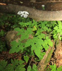 Thalictrum tuberiferum