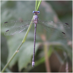 Archilestes californicus
