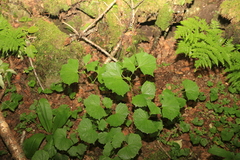 Parasenecio auriculatus