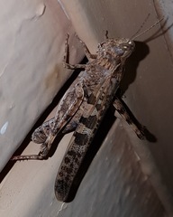 Chortoicetes terminifera