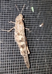 Chortoicetes terminifera