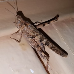 Chortoicetes terminifera