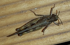 Chortoicetes terminifera