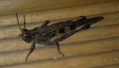 Chortoicetes terminifera