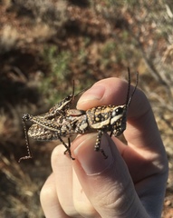 Monistria pustulifera