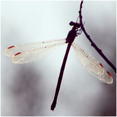 Archilestes