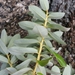 Agauria buxifolia - Photo (c) Guy Eric Onjalalaina, some rights reserved (CC BY-NC), uploaded by Guy Eric Onjalalaina