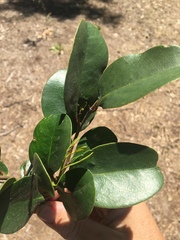 Ximenia americana
